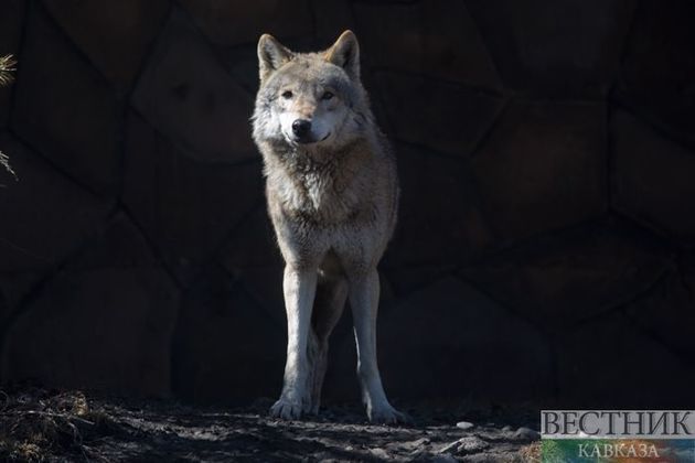 Пастух отбил нападение волка в Казахстане