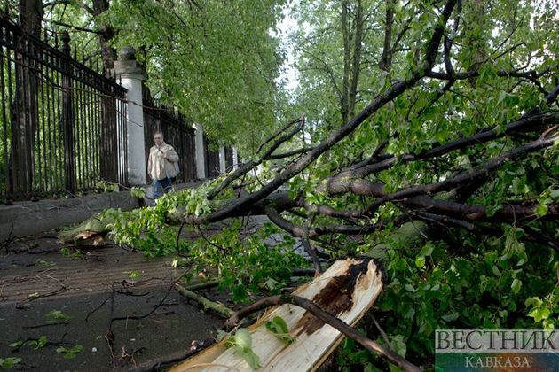 Ветер уронил более 130 деревьев в Москве