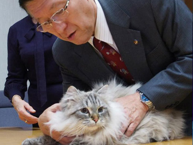 Кот, подаренный Путиным японскому губернатору, соблюдает изоляцию из-за COVID-19