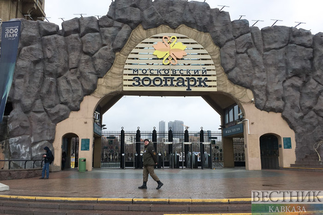 Десятью маленькими дагестанскими турами пополнился Московский зоопарк (ВИДЕО)