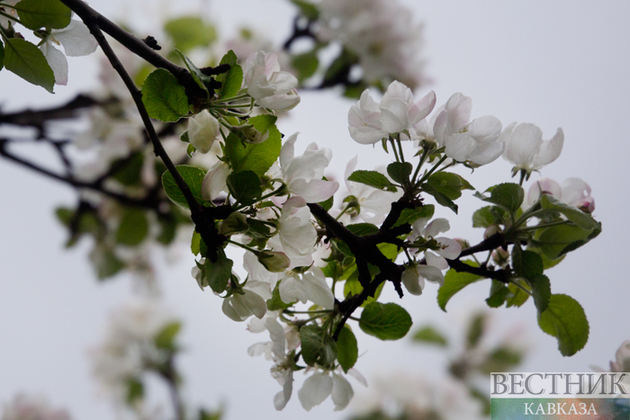 Цветение яблоневого сада в Москве (фоторепортаж)
