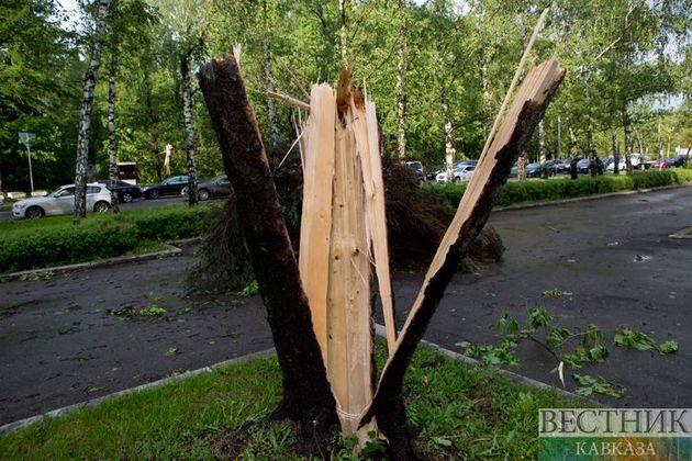 Ветер повалил десятки деревьев в Москве