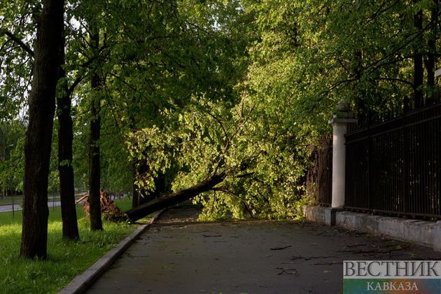 Сильный ветер повалил в Новороссийске 20 деревьев