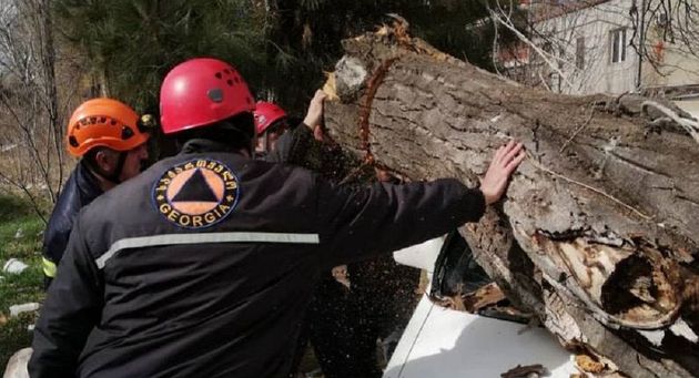 Сильный ветер уронил деревья на 13 машин в Тбилиси