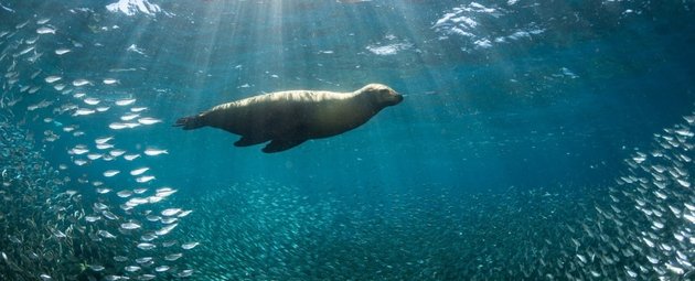 BioShifts: Морские животные плывут к полюсам