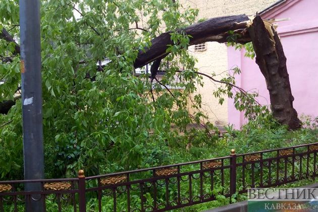 Сильный ветер в Москве повалил шесть деревьев