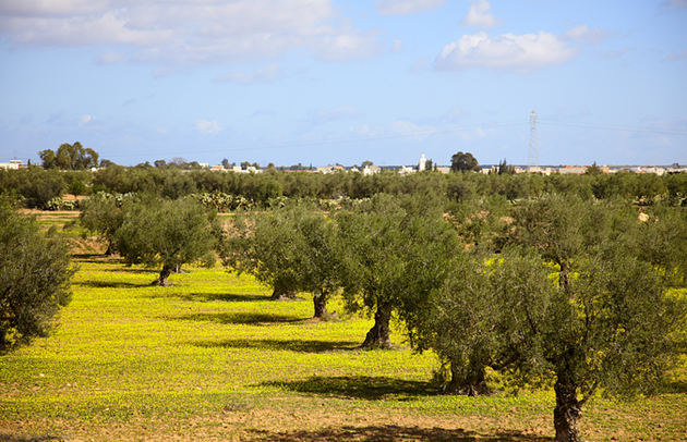 В Крыму высадят первую российскую оливковую рощу