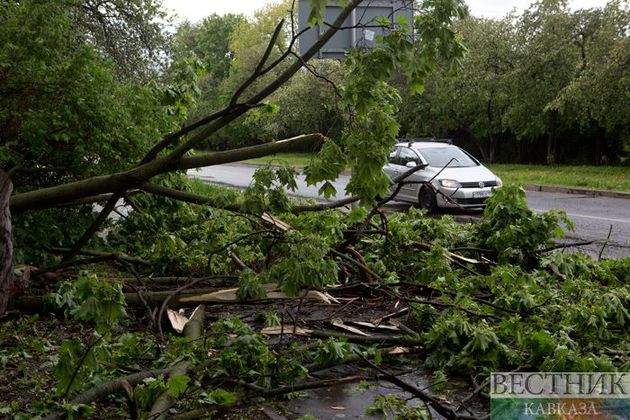 Во время грозы в Москве ветер повалил 18 деревьев
