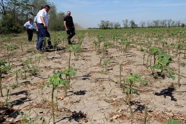 От града на Ставрополье более пострадало от 5 до 100% урожая