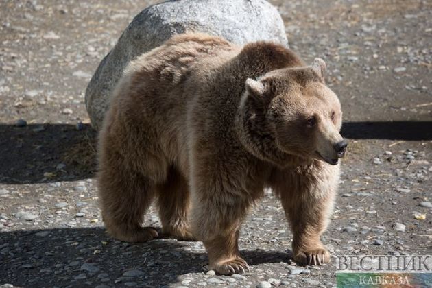 Купающихся медведей "поймали" в видеоловушку в заповеднике в Грузии (ВИДЕО)