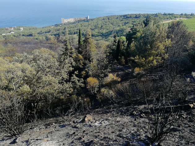 Крупный природный пожар потушили в Крыму