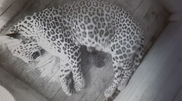 Взрослая пара леопардов в Сочи принесла потомство