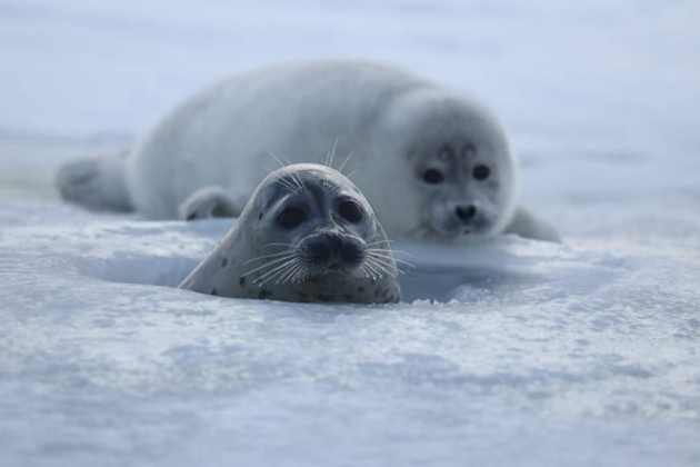 Каспийский тюлень войдет в Красную книгу Казахстана