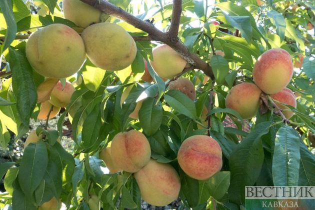 Из Грузии в Россию этим летом экспортировали более 10 тыс тонн персиков