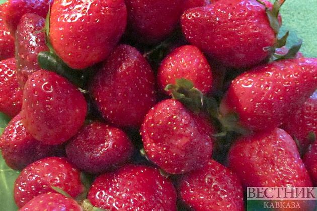 Аграрии КБР и Кубани стали лидерами по урожаю ягод 