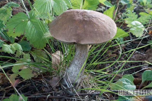 Потерявшихся грибников-пенсионеров нашли в лесу в Карачаево-Черкесии