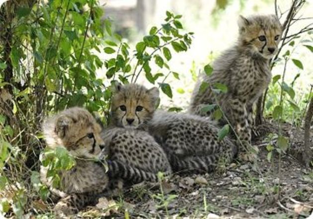 Иран сконцентрируется на спасении гепардов