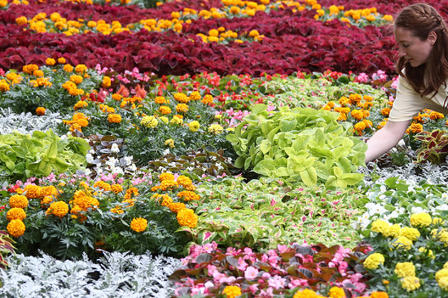 К открытию летнего сезона в Сочи высадят почти полмиллиона цветов