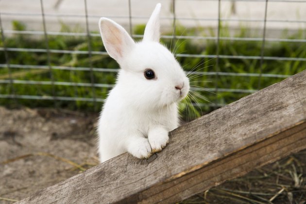В Чечне заработала первая в России ферма по производству халяльной крольчатины 
