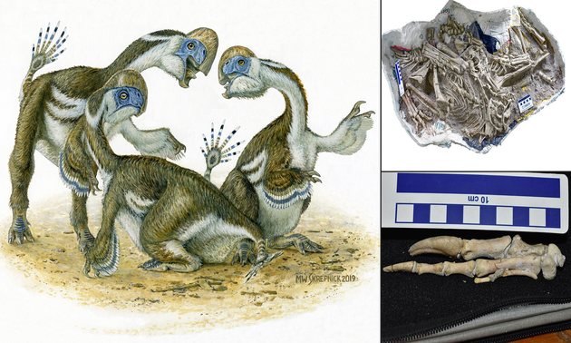 В Монголии найден беззубый динозавр с двумя пальцами 