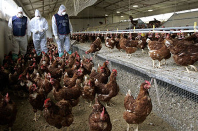 Птичий грипп выявлен в подсобном хозяйстве в Ростовской области