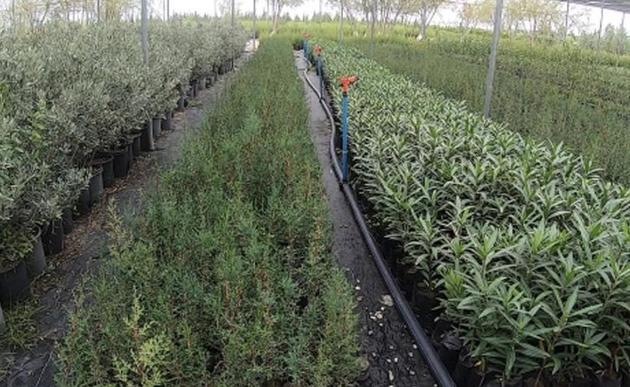 В Геленджике восстановят рощу болотных кипарисов