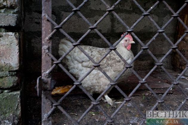 Из-за птичьего гриппа введен карантин в одном из поселений Ростовской области