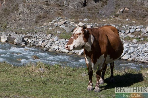 Власти Дагестана поддержат скотоводов рублем