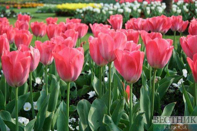 Розы и тюльпаны готовят к весне в Ставрополе 