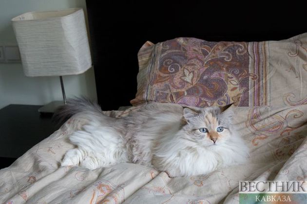 Самым популярным домашним животным в России оказалась кошка