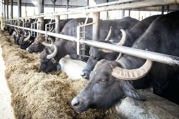 Ставропольские животноводы будут доить буйволиц