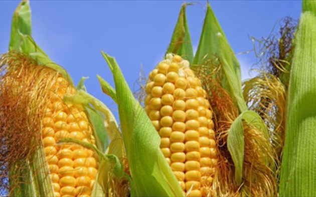 Грузия вернет Украине свыше 100 тыс кг кукурузы