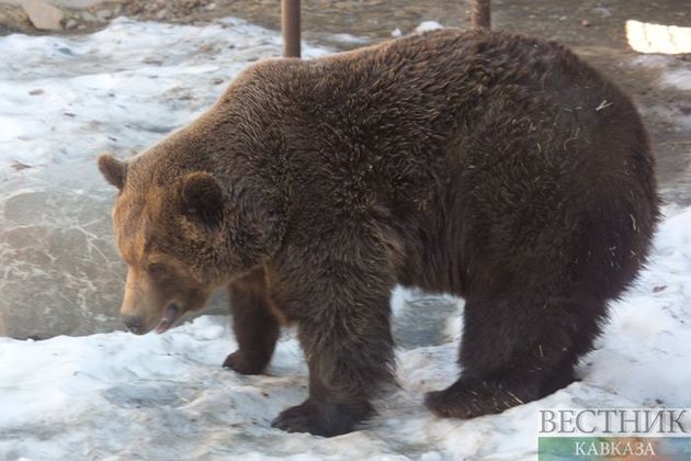 Безоружный житель Азербайджана дал отпор дикому медведю