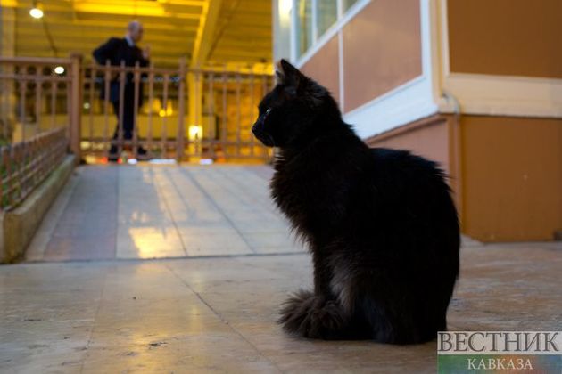 Московские и ростовские ученые: кошки и собаки не переносят коронавирус