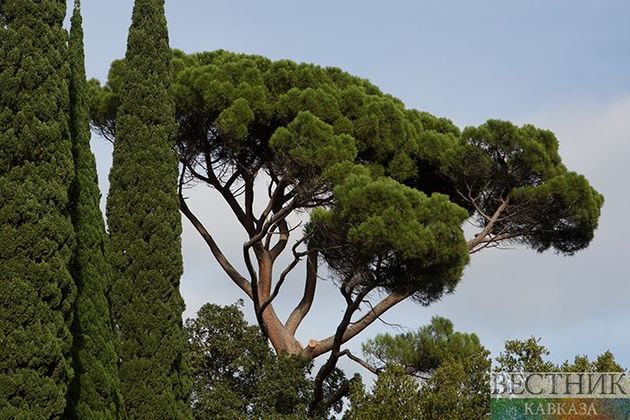 Тысячи кипарисов и кустов лаванды украсят парк Дербента 