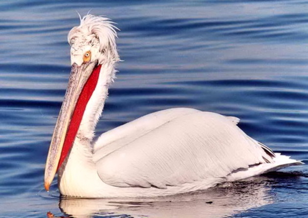 В Дагестане обнаружено более 40 тушек краснокнижных пеликанов