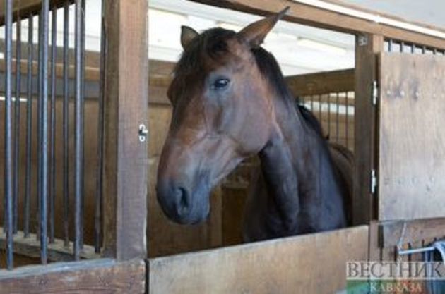Лошадь в зоопарке откусила девочке палец в Симферополе