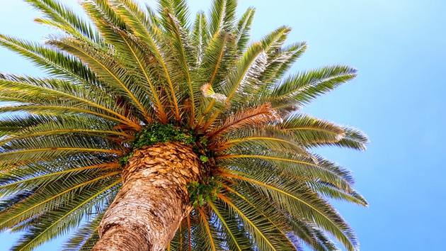 В Ингушетии займутся выращиванием пальм