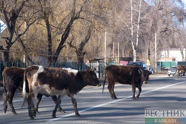 В результате столкновения "Мерседеса" с коровой в КЧР пострадали три человека