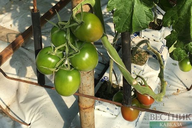 Еще семи компаниям Азербайджана разрешили ввозить томаты в Россию