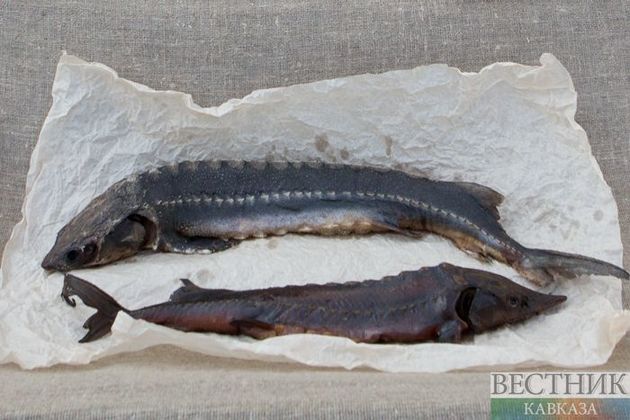 Тонны браконьерской осетрины нашли на складе в Мангистау