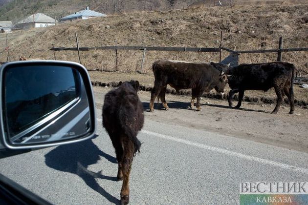 Водитель, прокативший теленка на заднем сиденье иномарки, заплатит штраф в Казахстане