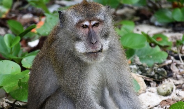 Полиция обнаружила в направлявшемся в Махачкалу автобусе обезьяну в клетке