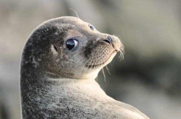 В Дагестане найдено более 150 погибших редких тюленей