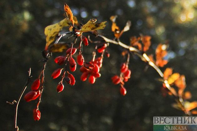 Запрет на "коммерческий" сбор лесных ягод ввели в Грузии