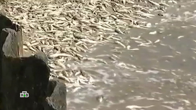 Массовой гибелью рыбы на Азове займется прокуратура