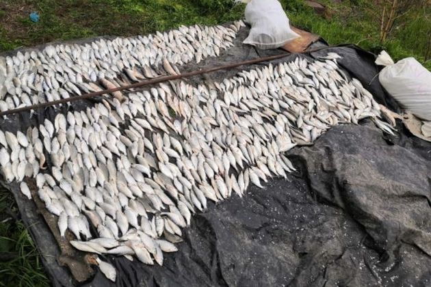 Двое браконьеров "обчистили" пруд рыбзавода в Адыгее
