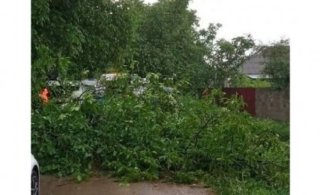 Падающее дерево едва не погубило женщину в Пятигорске 