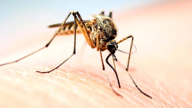 На Крым обрушились полчища комаров