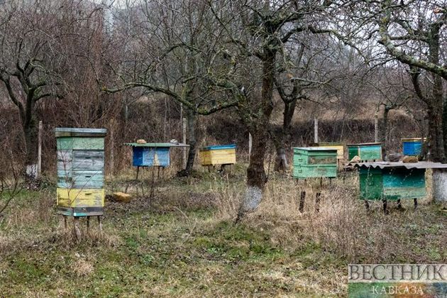 Подмосковные пчелы пьянеют от жары